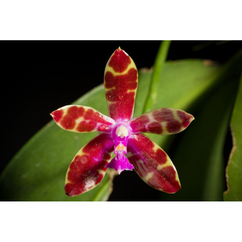phalaenopsis bastianii