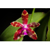 phalaenopsis bastianii