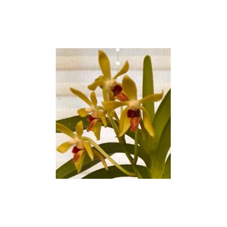 vanda (neofinetia falcata) x cristata - vanda Virgil