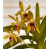neofinetia falcata x vanda cristata - vanda Virgil