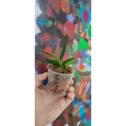 neofinetia falcata x vanda cristata - vanda Virgil