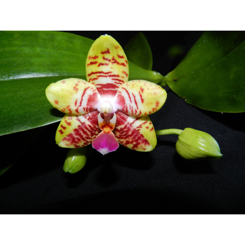 phalaenopsis orchid world