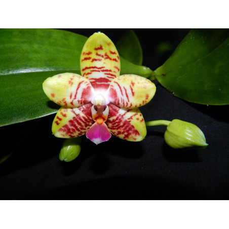 phalaenopsis orchid world