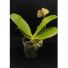 phalaenopsis orchid world