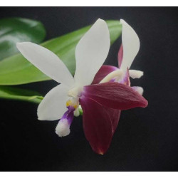Phalaenopsis speciosa