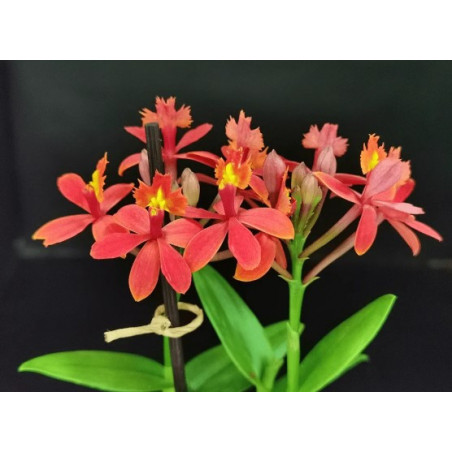 Epidendrum ibaguense Vermelho