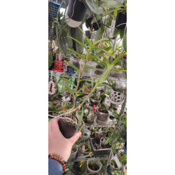 Epidendrum ibaguense Vermelho