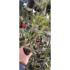 Epidendrum ibaguense Vermelho