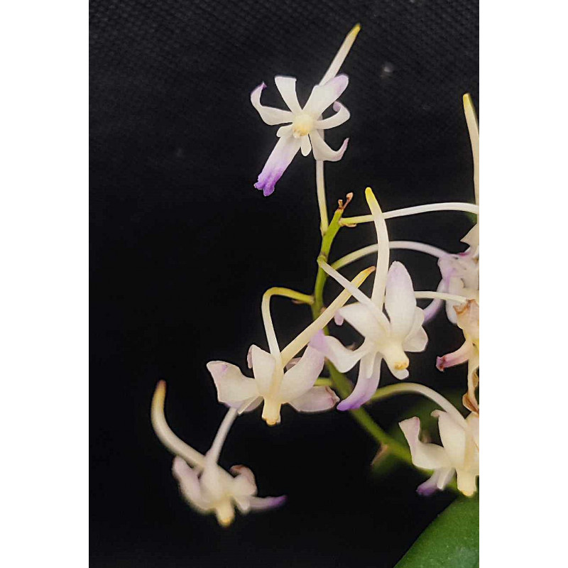 neofinetia falcata x rhynchostylis coelestis -  neostylis lou sneary - 2-3 plants