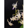 neofinetia falcata x rhynchostylis coelestis -  neostylis lou sneary - 2-3 plants