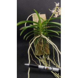 neofinetia falcata x rhynchostylis coelestis -  neostylis lou sneary - 2-3 plants