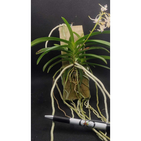 neofinetia falcata x rhynchostylis coelestis -  neostylis lou sneary - 2-3 plantes