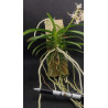 neofinetia falcata x rhynchostylis coelestis -  neostylis lou sneary - 2-3 plants