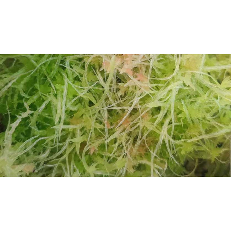 Living sphagnum moss