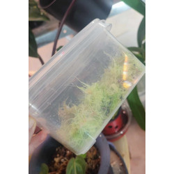 Living sphagnum moss