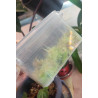 Living sphagnum moss