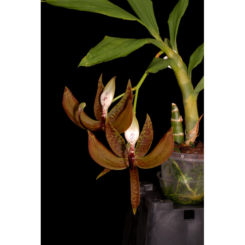Flacon Orchidée / Orchid flask cycnoches loddigesii