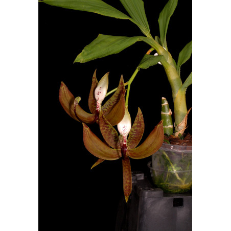 Flacon Orchidée / Orchid flask cycnoches loddigesii