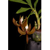 Flacon Orchidée / Orchid flask cycnoches loddigesii