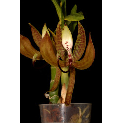 Flacon Orchidée / Orchid flask cycnoches loddigesii