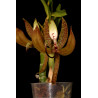 Flacon Orchidée / Orchid flask cycnoches loddigesii