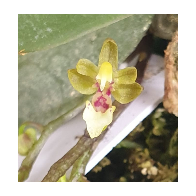 Flacon Orchidée / Orchid flask phalaenopsis mirabilis
