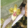 Flacon Orchidée / Orchid flask phalaenopsis mirabilis