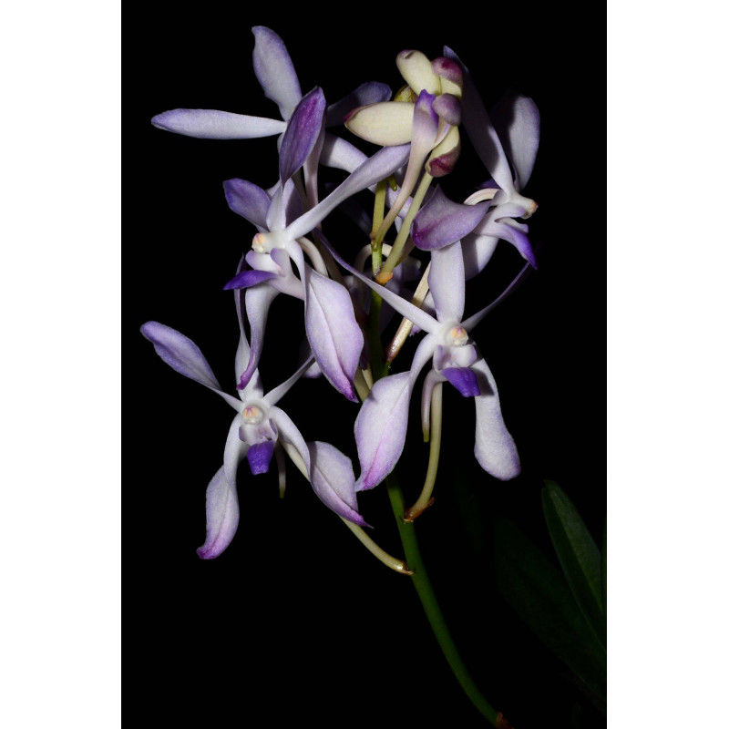 Vanda (Neofinetia) falcata x Vanda coerulea - vanda pat arcari