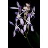 Vanda (Neofinetia) falcata x Vanda coerulea - vanda pat arcari
