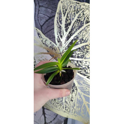 Vanda (Neofinetia) falcata x Vanda coerulea - vanda pat arcari