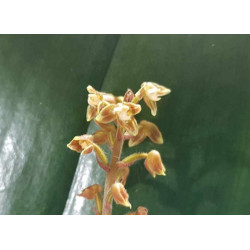 macodes petola - orchidée bijoux