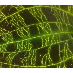 macodes petola - orchidée bijoux