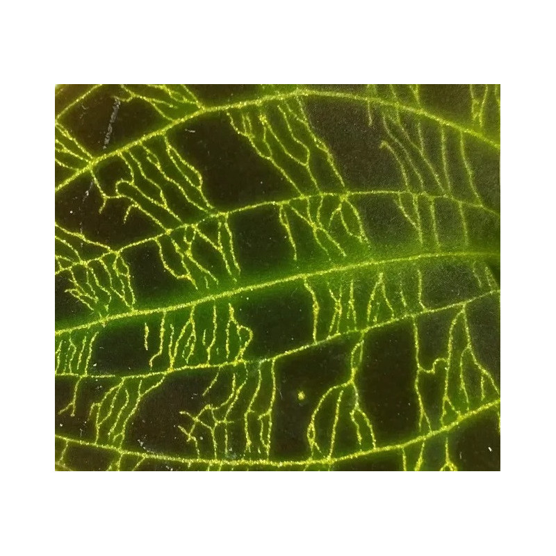 macodes petola - orchidée bijoux