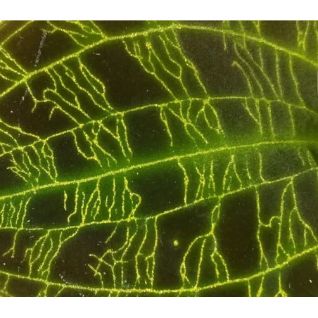 macodes petola - orchidée bijoux