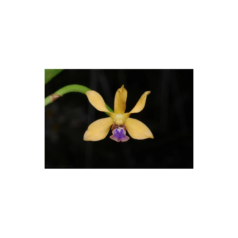 vanda testacea