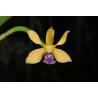 vanda testacea
