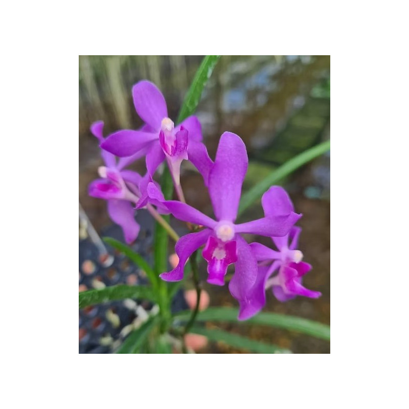darwinara charm blue star x paraphalaenopsis labukensis