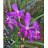 darwinara charm blue star x paraphalaenopsis labukensis