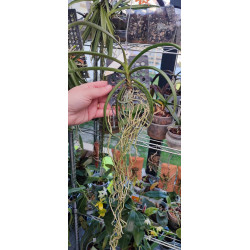 darwinara charm blue star x paraphalaenopsis labukensis