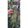 darwinara charm blue star x paraphalaenopsis labukensis