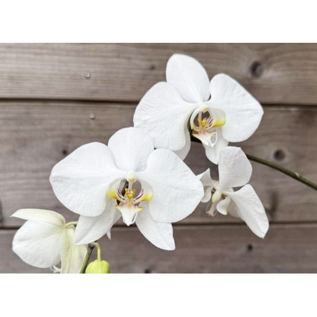 Phalaenopsis amabilis select