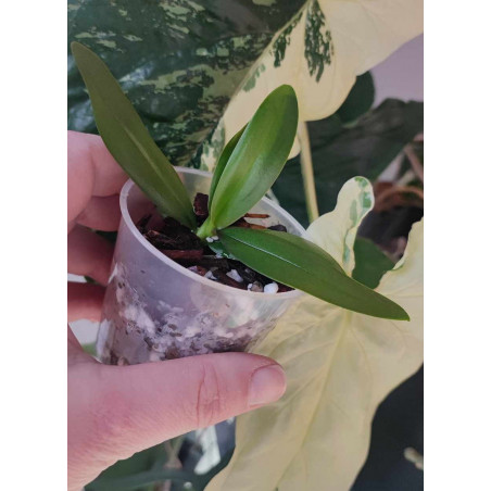 Phalaenopsis amabilis select