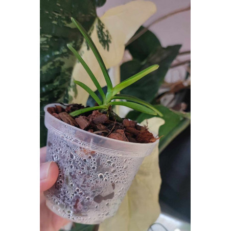 vanda (neofinetia falcata x renanthera vietnamensis) x Benikaede