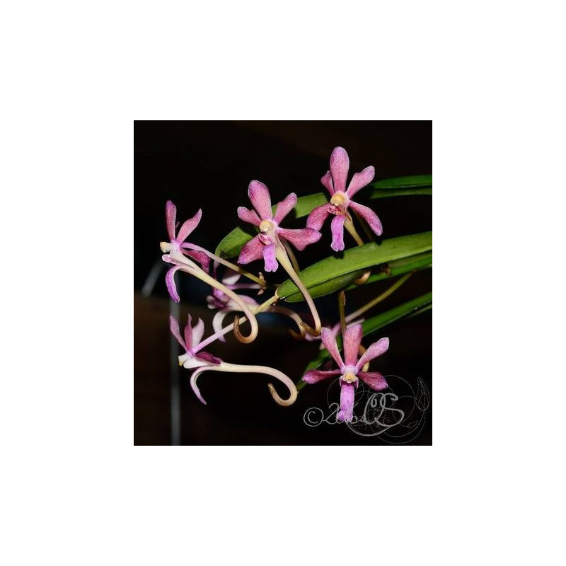 vanda falcata x vanda flabellata