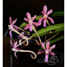 vanda falcata x vanda flabellata