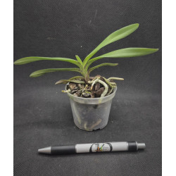 vanda falcata x vanda flabellata