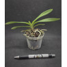 vanda falcata x vanda flabellata