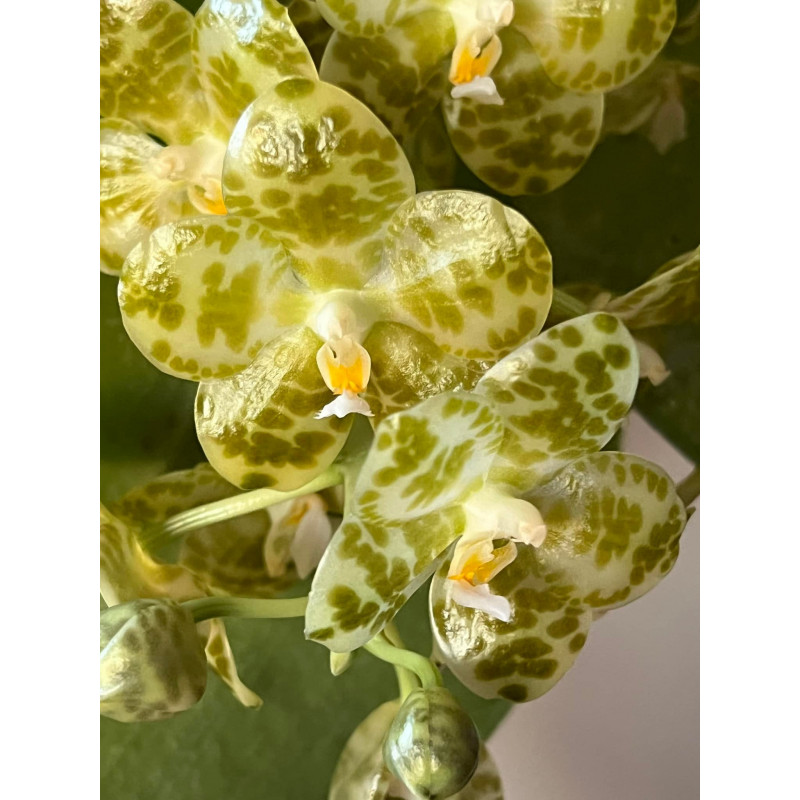 phalaenopsis gigantea alba