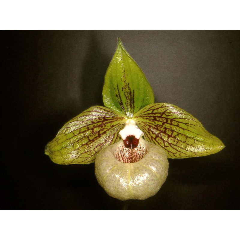paphiopedilum malipoense
