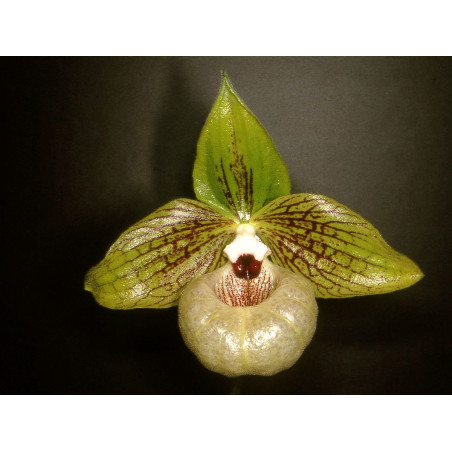 paphiopedilum malipoense